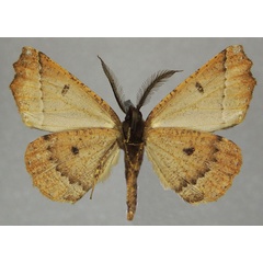 /filer/webapps/moths/media/images/C/camerunica_Odontopera_AM_ZSMb.jpg