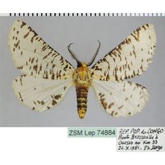 /filer/webapps/moths/media/images/C/castus_Rhodophthitus_AM_ZSMa.jpg