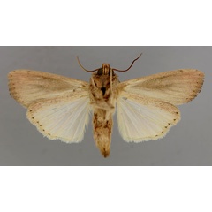/filer/webapps/moths/media/images/P/phaea_Leucania_A_RMCA_02.jpg
