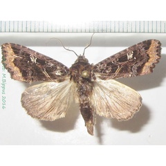 /filer/webapps/moths/media/images/B/bernei_Callopistria_A_Bippus_02.jpg