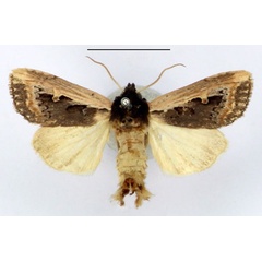 /filer/webapps/moths/media/images/H/hemileuca_Aspidifrontia_AM_BMNH.jpg