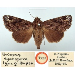 /filer/webapps/moths/media/images/C/cyanopera_Eriopus_HT_BMNH.jpg
