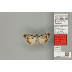 /filer/webapps/moths/media/images/J/jonasi_Audea_PTF_BMNHa.jpg