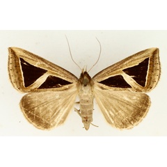 /filer/webapps/moths/media/images/M/mahura_Parachalciope_AF_TMSA_02.jpg
