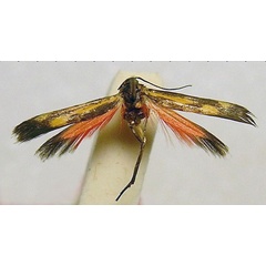 /filer/webapps/moths/media/images/A/arabica_Eretmocera_HT_BMNH.jpg