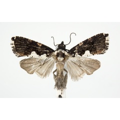 /filer/webapps/moths/media/images/C/continentalis_Dracontogena_AM_KSund_02.jpg