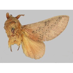 /filer/webapps/moths/media/images/D/denticula_Metanastria_HT_BMNH.jpg