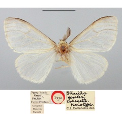 /filer/webapps/moths/media/images/F/fowleri_Stracilla_HT_BMNH.jpg