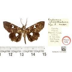 /filer/webapps/moths/media/images/G/gracillodina_Claterna_HT_BMNH.jpg