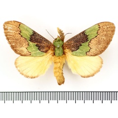 /filer/webapps/moths/media/images/C/chapmani_Parasa_AF_BMNH.jpg