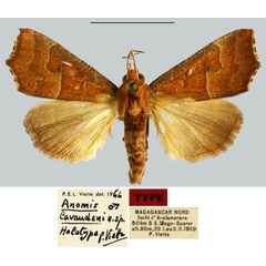 /filer/webapps/moths/media/images/L/lavaudeni_Anomis_HT_MNHN.jpg