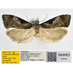 /filer/webapps/moths/media/images/K/kituloensis_Afropoecilia_PT_NHMO_01.jpg