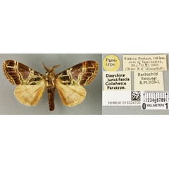/filer/webapps/moths/media/images/J/junctifascia_Dasychira_PT_BMNH_02a.jpg