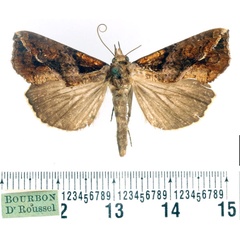 /filer/webapps/moths/media/images/E/excavata_Plusiodonta_AM_BMNH.jpg