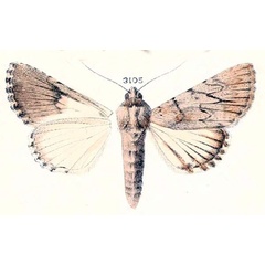 /filer/webapps/moths/media/images/M/madagascariensis_Acronycta_HT_Oberthur371_3105.jpg
