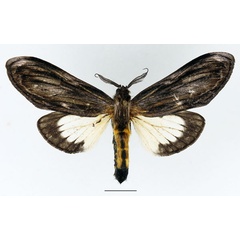 /filer/webapps/moths/media/images/I/ingens_Amyops_AM_Basquin_04.jpg