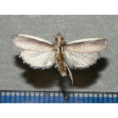 /filer/webapps/moths/media/images/C/concinnella_Maliarpha_A_Goff.jpg