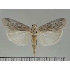 /filer/webapps/moths/media/images/K/karios_Namibicola_PT_ZMHB.jpg