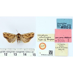 /filer/webapps/moths/media/images/A/atritorna_Cirphis_HT_BMNH.jpg