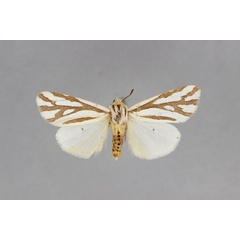 /filer/webapps/moths/media/images/M/minorata_Paralacydes_A_BMNH_02.jpg