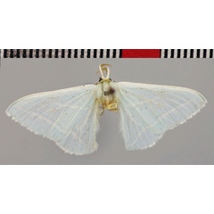 /filer/webapps/moths/media/images/O/occidentalis_Trimetopia_HT_BMNH.jpg