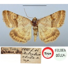 /filer/webapps/moths/media/images/A/absita_Metoptria_HT_BMNH.jpg