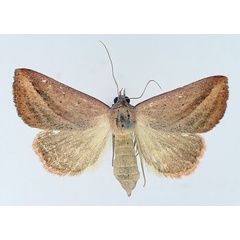 /filer/webapps/moths/media/images/S/silona_Phytometra_AF_TMSA_01.jpg