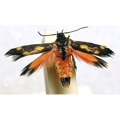 /filer/webapps/moths/media/images/J/jemensis_Eretmocera_A_BMNH_02.jpg