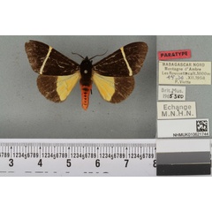 /filer/webapps/moths/media/images/P/pluto_Fodinoidea_PT_BMNHa.jpg
