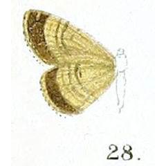 /filer/webapps/moths/media/images/S/subterlimbata_Eupithecia_HT_Prout_16-28.jpg