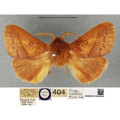 /filer/webapps/moths/media/images/V/vulpicolor_Phoenicladocera_LT_BMNH.jpg