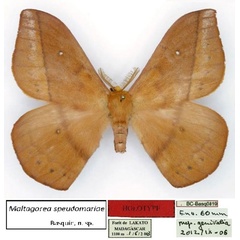 /filer/webapps/moths/media/images/P/pseudomariae_Maltagorea_HT_Basquin.jpg