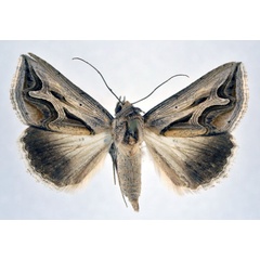 /filer/webapps/moths/media/images/R/rivulata_Cuneisigna_A_NHMO.jpg