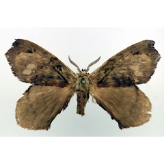 /filer/webapps/moths/media/images/B/bouyeri_Stenoglene_PT_Basquin.jpg