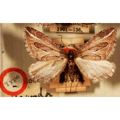 /filer/webapps/moths/media/images/N/neddaria_Eucestia_HT_BMNH.jpg