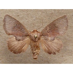 /filer/webapps/moths/media/images/R/rufa_Trachyptena_A_Butler.jpg