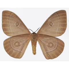 /filer/webapps/moths/media/images/P/pagei_Bunaeopsis_AF_Basquinb.jpg