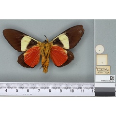 /filer/webapps/moths/media/images/H/hypopyrrha_Eusemia_HT_BMNHb.jpg