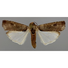 /filer/webapps/moths/media/images/V/vicina_Lophotarsia_A_RMCA_01.jpg