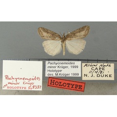 /filer/webapps/moths/media/images/M/minor_Pachycnemoides_HT_TMSA.jpg