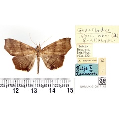 /filer/webapps/moths/media/images/A/angustipennis_Gracilodes_AT_BMNH.jpg