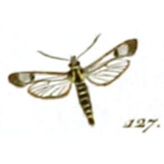 /filer/webapps/moths/media/images/O/ophioniformis_Sphinx_ST_Hubner_27-127.jpg