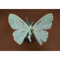 /filer/webapps/moths/media/images/S/stillata_Comostolopsis_A_Butler.jpg