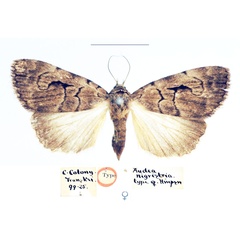 /filer/webapps/moths/media/images/N/nigristria_Audea_HT_BMNH.jpg