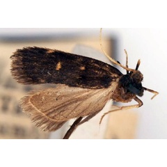 /filer/webapps/moths/media/images/M/maculata_Lecithocera_HT_BMNH.jpg