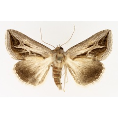 /filer/webapps/moths/media/images/R/rivulata_Cuneisigna_AM_TMSA_01.jpg