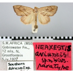 /filer/webapps/moths/media/images/A/aviuncis_Neaxestis_PT_BMNH.jpg