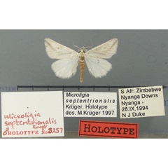 /filer/webapps/moths/media/images/S/septentrionalis_Microligia_HT_TMSA.jpg