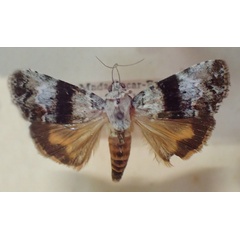 /filer/webapps/moths/media/images/H/hyblaeoides_Blenina_A_PZBT.jpg