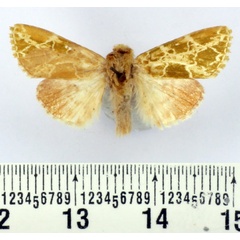 /filer/webapps/moths/media/images/G/gabonensis_Nyodes_AM_BMNH.jpg